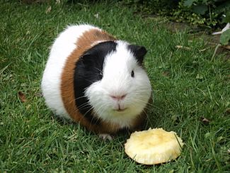 Guinea Pig eating apple