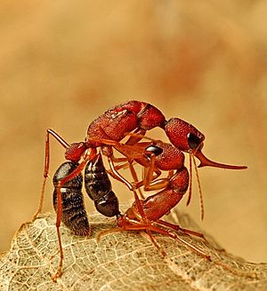 Harpegnathos saltator fight