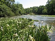 Hymenocallis on Locust Fork