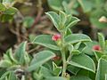 Indigofera cordifolia (3965977923)