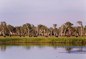 Kakadu brumbies