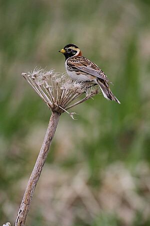 Lapland longspur on Buldir Island