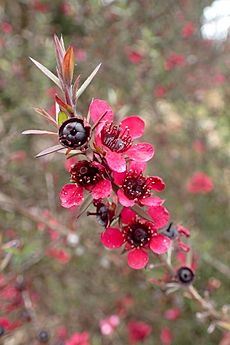 Leptospermum scoparium 'Wiri Donna' kz2