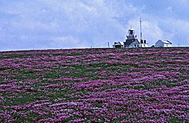 Loop Head, Lighthouse, County Clare - geograph.org.uk - 56065