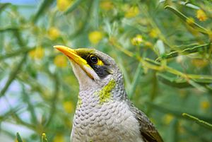 Manorina flavigula -Yulara, Northern Territory, Australia -head-8