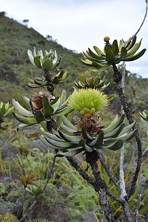 Melaleuca dawsonii