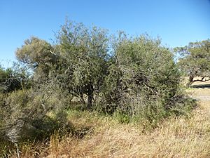 Melaleuca teretifolia (habit).JPG