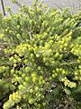 Melaleuca trichophylla habit