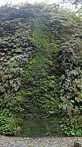 Moss cascade at Fern Canyon