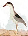 Night Heron Illustration