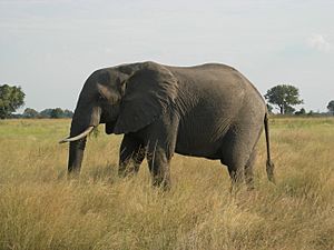 Okavango Delta, Botswana (2685404064)