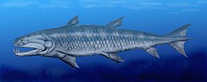 Onychodus BW