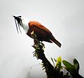 Procnias tricarunculata -Costa Rica -male-8-4c.jpg