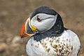 Puffin (Fratercula arctica) head