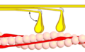 Querbrückenzyklus 1