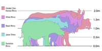 Rhinosizes