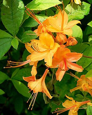 Rhododendron calendulaceum.jpg