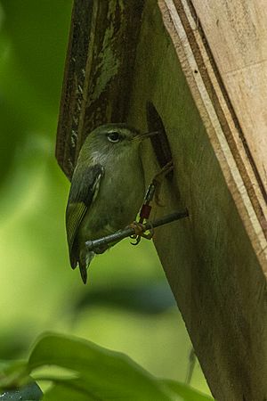 Rifleman - New Zealand (38403655815)