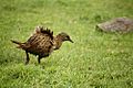 Ruffled Weka