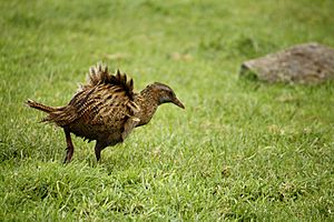 Ruffled Weka