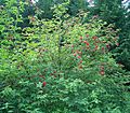 Sambucus racemosa ies