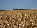 Scorched corn fields, Castroville, TX, 2011 IMG 3231