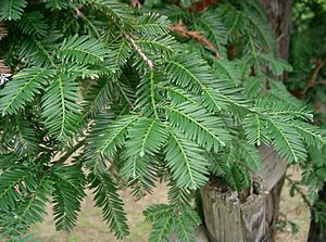 Sequoia sempervirens1.jpg