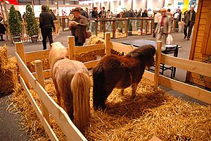 Shetlands in Belgium