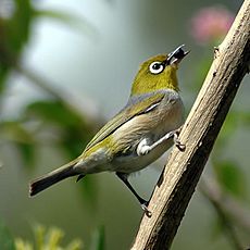 Silvereye3