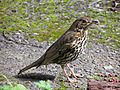 Song thrush