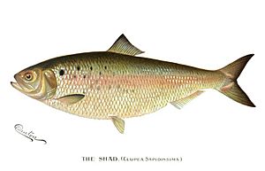 The Shad (Clupea Sapidissima)