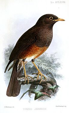 TurdusJavanicusKeulemans