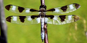 Twelve-spotted Skimmer, male.jpg