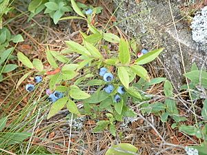 Vaccinium angustifolium, Pancake Bay PP.jpg