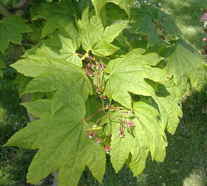 Vine Maple leaves and flowers.jpg