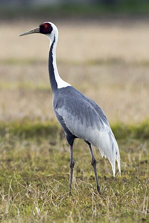 White-naped Crane at Saijyo Ehime2.jpg