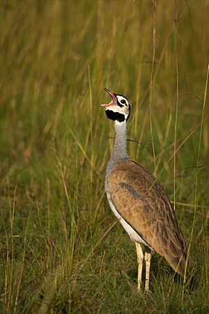 White bellied bustard calling.jpg