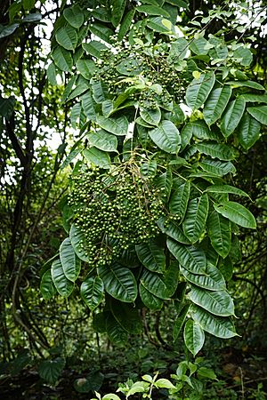 Zanthoxylum rhetsa 6647.jpg