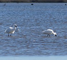 Ōkārito Lagoon 2 MRD 05