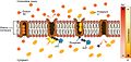 0308 Sodium Potassium Pump