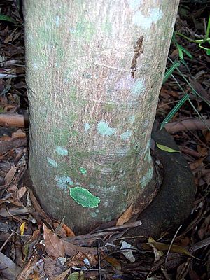 Acronychia suberosa Coffs Harbour