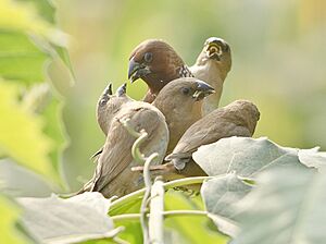 Adult feeding youngs