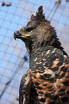 African Crowned Eagle 1