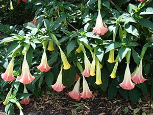 AngelTrumpet Mounts Asit