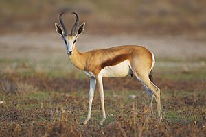 Antidorcas marsupialis, male (Etosha, 2012).jpg