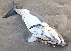 Beached great white shark (cropped)