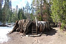 Big Stump Grove Stump