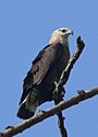 Bindenseeadler, Pallas's Fish Eagle.JPG