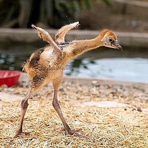 Birthday of grey crowned crane chick (5)