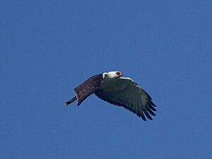 Black-and-white Hawk-Eagle.jpg